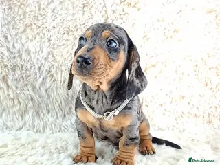 Miniature Dachshund dogs Beautiful Miniature Dachshund Puppies - Advert 3