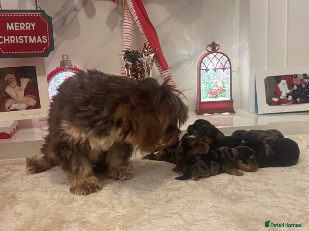 Yorkshire Terrier dogs for sale: Yorkshire terrier puppies  - Advert 13