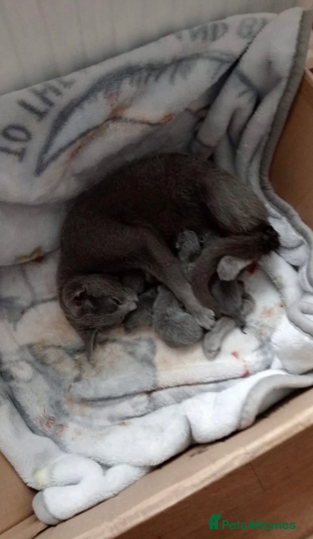 Mixed Breed cats for sale: Maine coon xxx  - Advert 21
