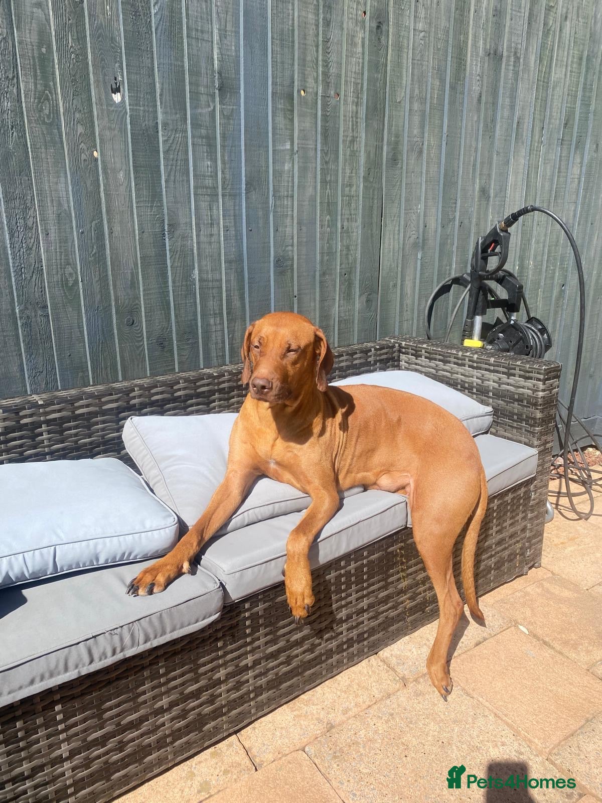 Rhodesian Ridgeback dogs Stunning litter of KC Rhodesian Ridgeback puppies - Advert 2