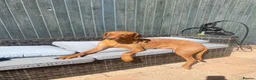 Rhodesian Ridgeback dogs for sale: KC Registered RR Ready for forever Homes 1st July - Advert 5