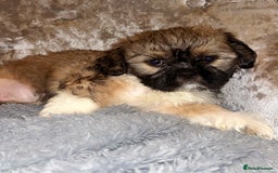 Shih Tzu dogs for sale: 🐶✨ Beautiful Shih Tzu Puppies for Sale! ✨🐶 - Image 8