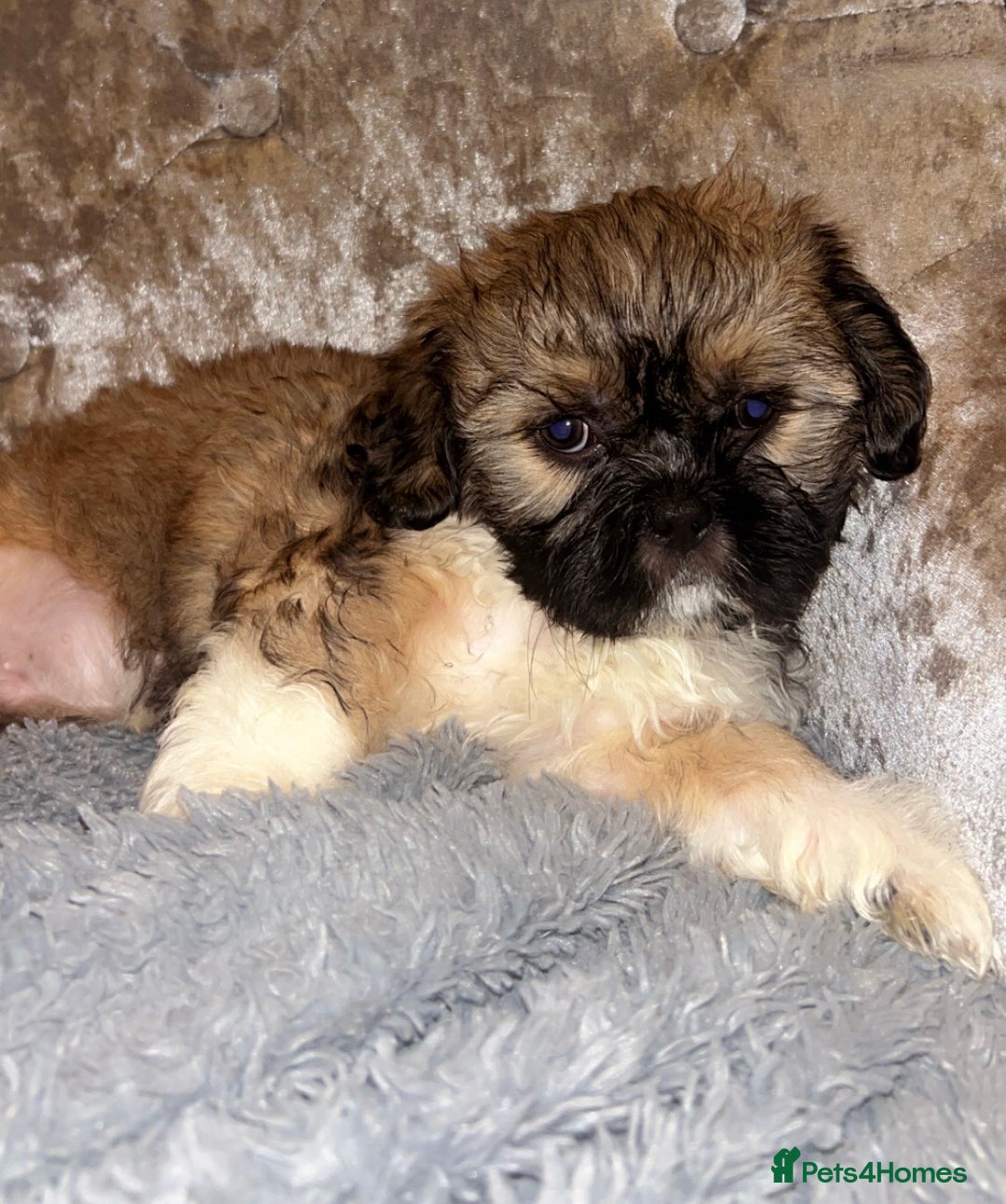 Shih Tzu dogs for sale: 🐶✨ Beautiful Shih Tzu Puppies for Sale! ✨🐶 - Image 8