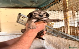 Mixed Breed dogs for sale: 10 Bedlington Whippet Puppies - 6 DOGS 4 BITCHES - Image 1
