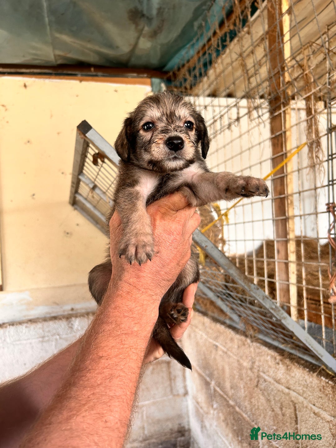 Mixed Breed dogs for sale: 10 Bedlington Whippet Puppies - 6 DOGS 4 BITCHES - Image 1