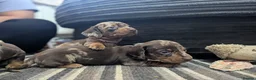 Dachshund dogs for sale: Gorgeous Smooth-Haired Dachshund Puppies - Advert 37