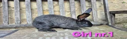 Continental Giant rabbits for sale: VACCINATED Pure Continental Giant  - Advert 26