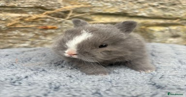 Netherland Dwarf rabbits - Advert 3