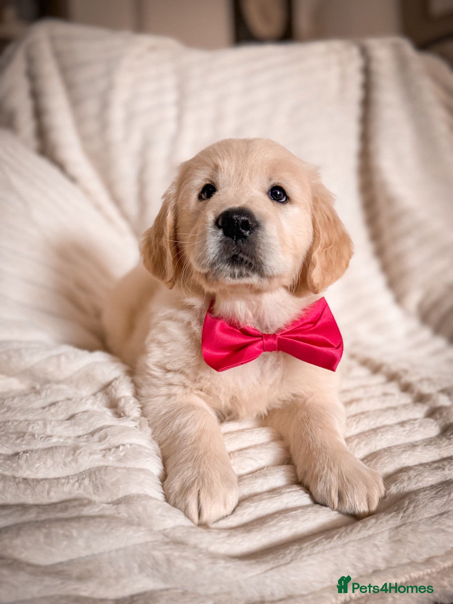 Golden Retriever dogs GOLDEN RETRIEVER PUPS (1 Girl left) 🩷 - Advert 5