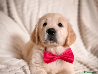 Golden Retriever dogs GOLDEN RETRIEVER PUPS (1 Girl left) 🩷 - Advert 5
