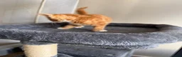 Mixed Breed cats for sale: Kittens  - Advert 2
