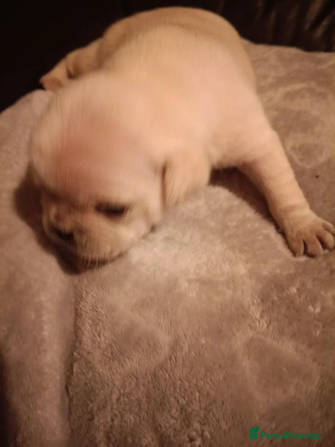 Pug dogs for sale: Stunning pugs pups  - Advert 2