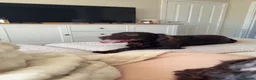 Cocker Spaniel dogs for sale: Cocker Spaniel Puppies in Middlesbrough - Advert 20