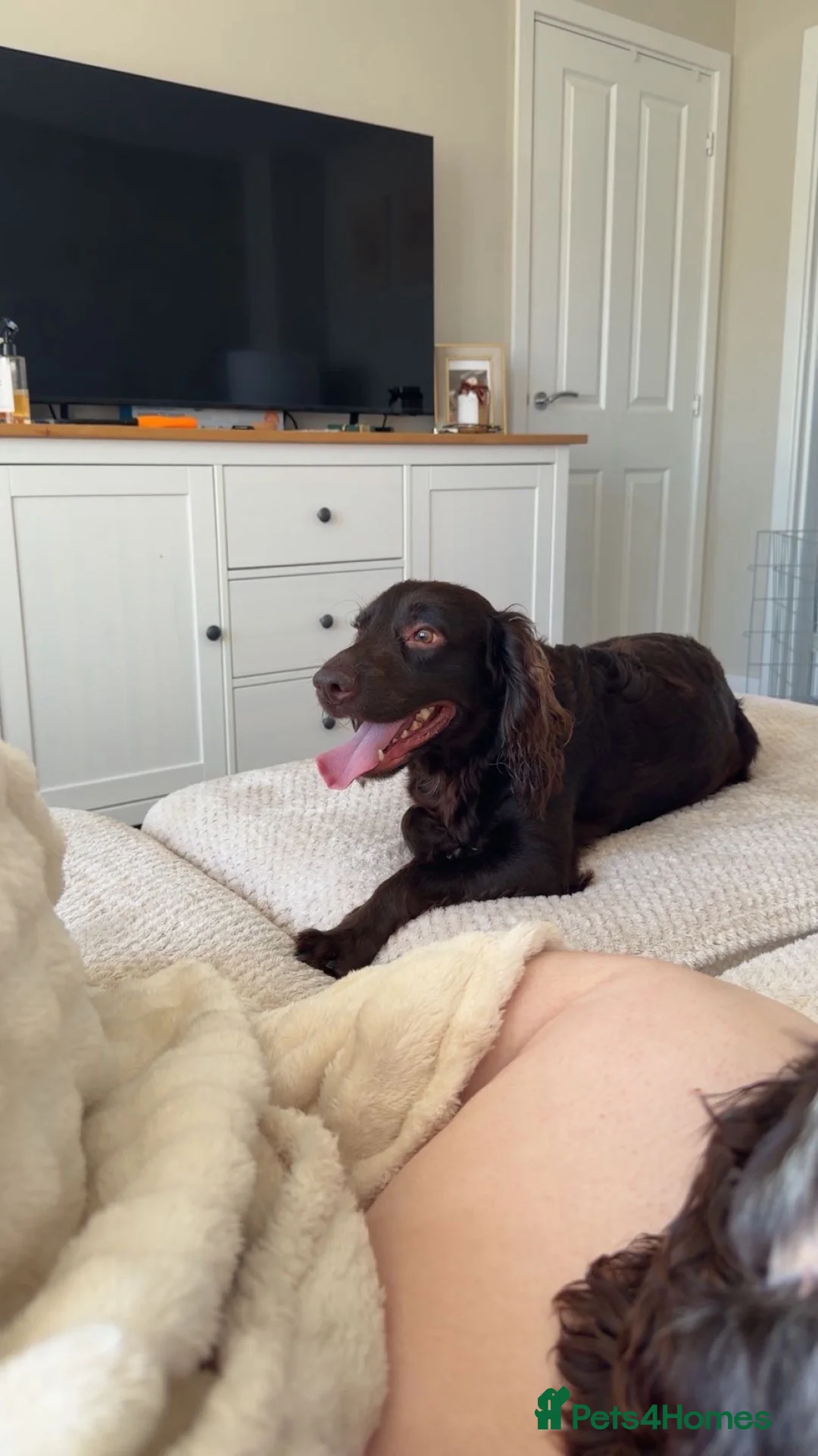 Cocker Spaniel dogs for sale: Cocker Spaniel Puppies in Middlesbrough - Advert 20