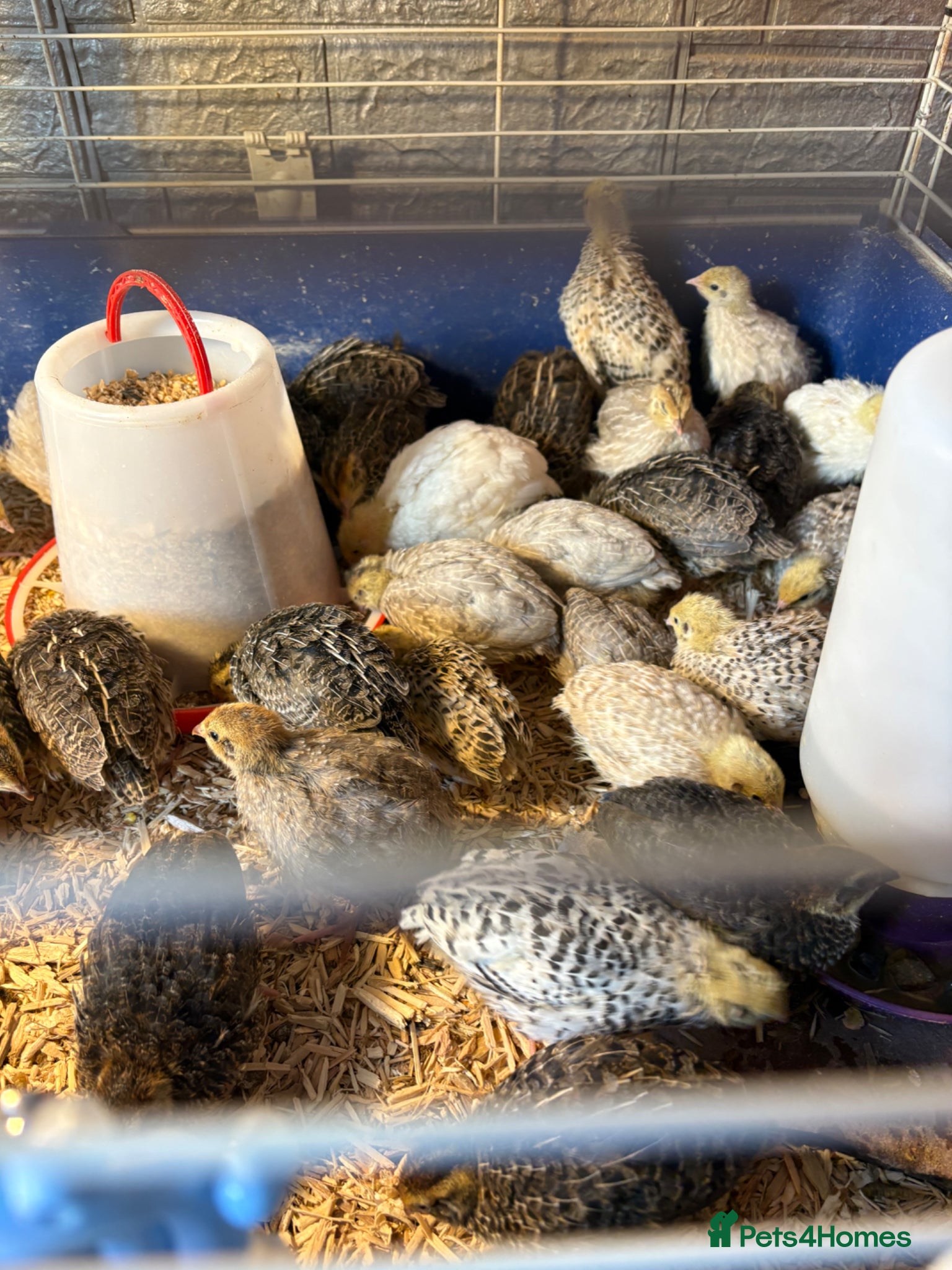 Quail poultry Coturnix Quail / English whits  - Advert 1
