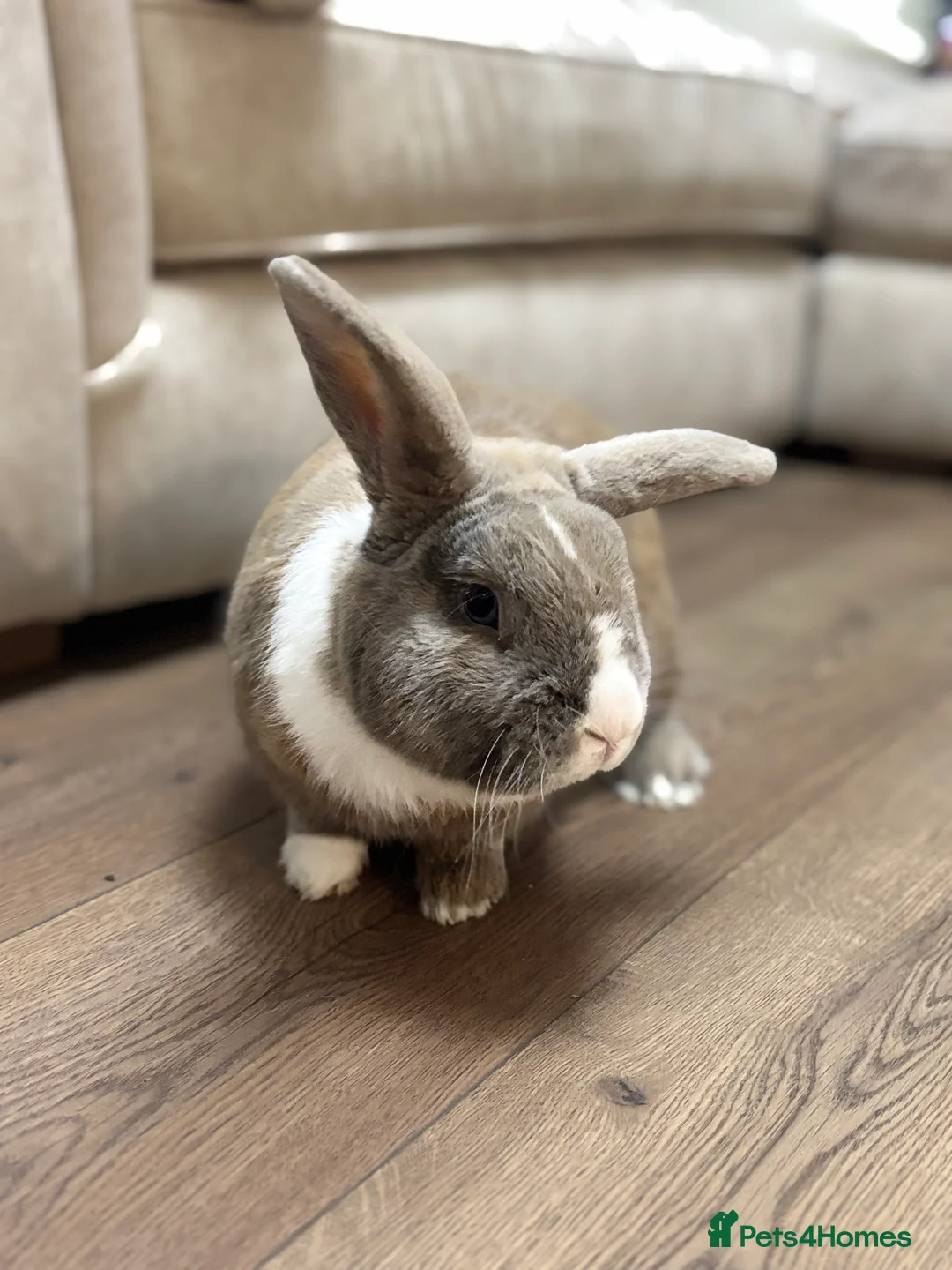 Mixed Breed rabbits for sale: Blue eyed continental x buck - Advert 4