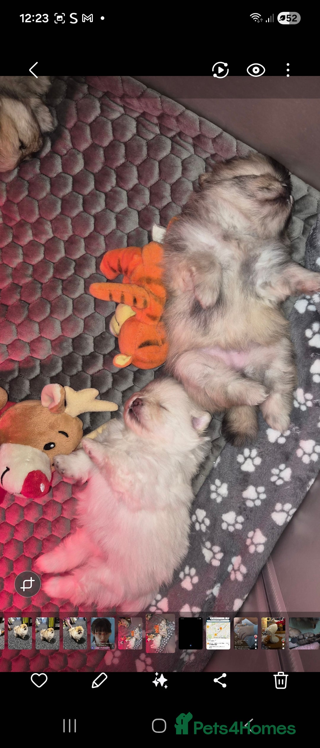 Pomeranian dogs for sale: Goergeos Pomeranian Puppy's💙❤️ - Advert 3