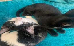 Mixed Breed cats for sale: Gorgeous little panthers - Image 4