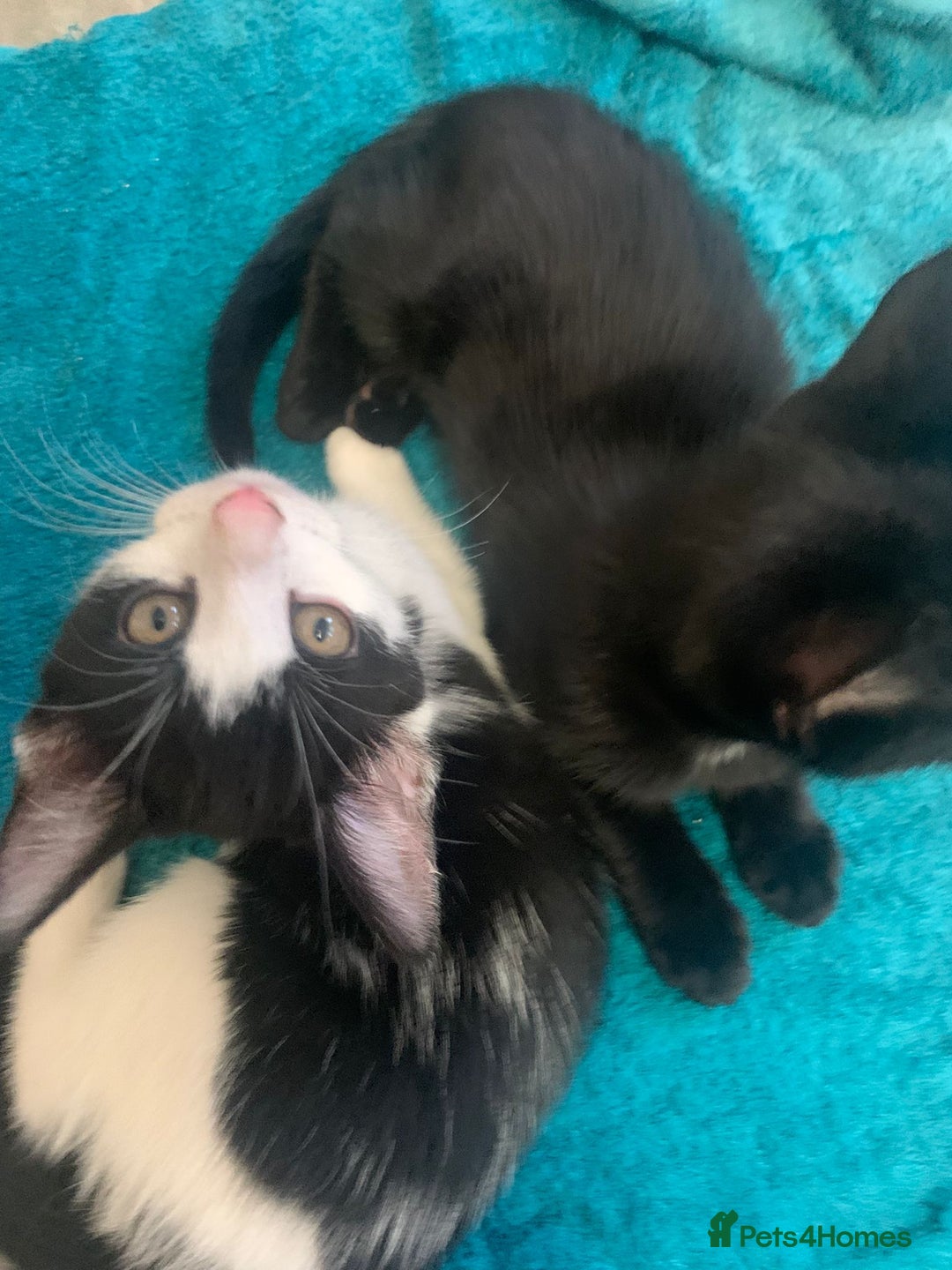 Mixed Breed cats for sale: Gorgeous little panthers - Image 4