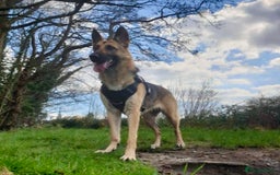 German Shepherd dogs for sale: Beautiful German Shepherd Puppies from Loving Home - Image 11