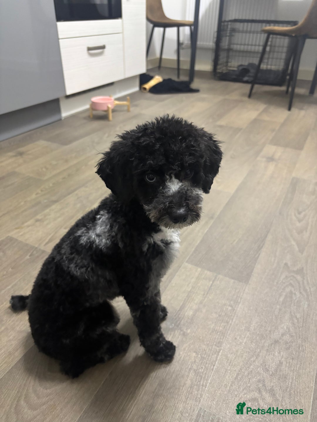 Miniature Poodle dogs for sale: Miniature Poodle  - Advert 1