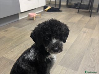 Miniature Poodle dogs Miniature Poodle - Advert 12