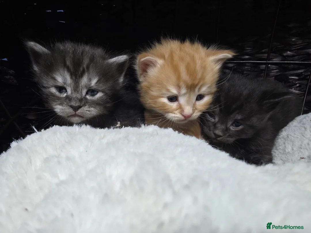 Mixed Breed cats for sale: Stunning Half Maine Coon Type Kittens for Sale - Advert 17