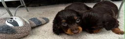 Dachshund dogs for sale: LONG-HAIRED DACHSHUND PUPPIES READY TO LEAVE in Manchester - Advert 5