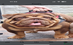 English Bulldog dogs for stud: STUD AVAILABLE!  - Image 5