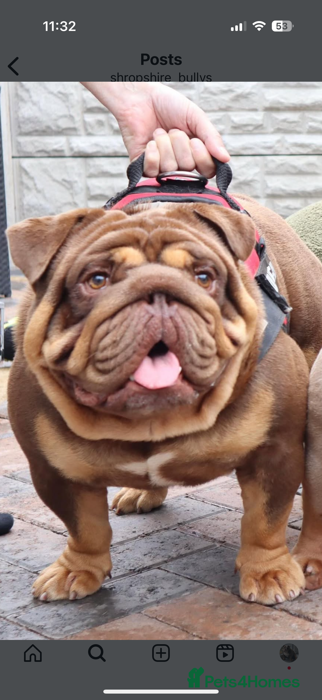 English Bulldog dogs for stud: STUD AVAILABLE!  - Image 5