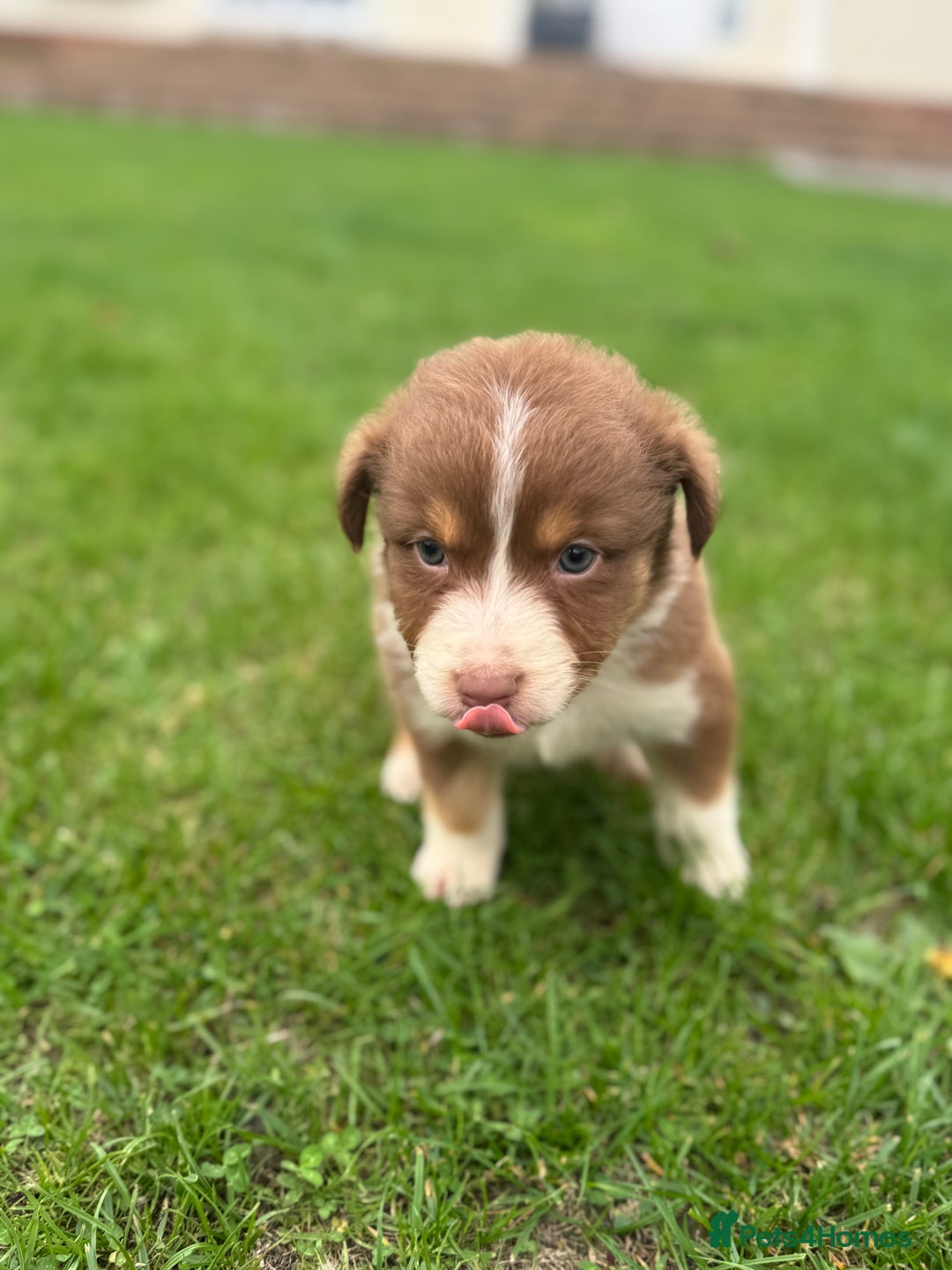 Australian Shepherd dogs for sale: 2 KC registered puppies remaining! Price drop  - Image 19