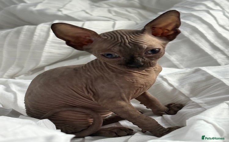 Sphynx cats Sphinx for sale Boy - Advert 2