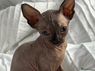 Sphynx cats Sphinx for sale Boy - Advert 18