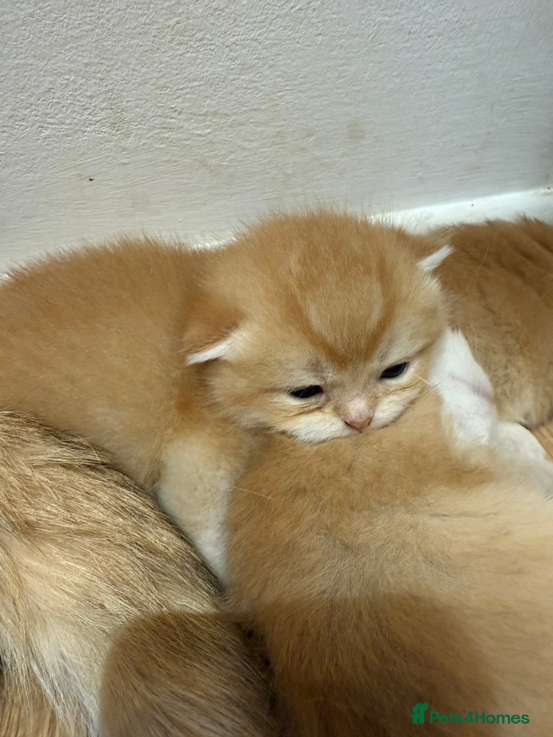 British Shorthair cats for sale: GCCF reg BSH & LH Chocolate & Black Golden Kittens - Image 7