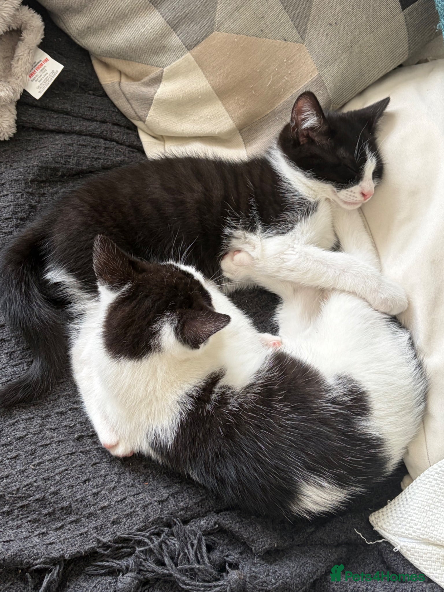 Mixed Breed cats Kittens for sale - Advert 15