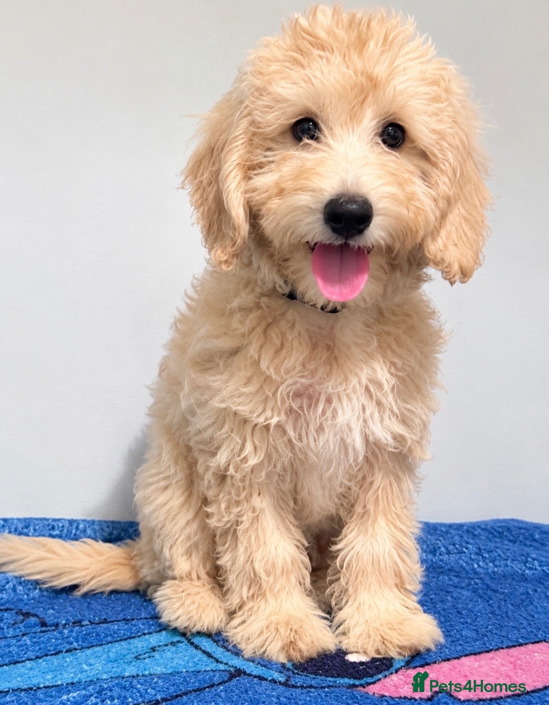 Mini Goldendoodle dogs for sale: F1B Mini Goldendoodles – one girl available - Advert 2