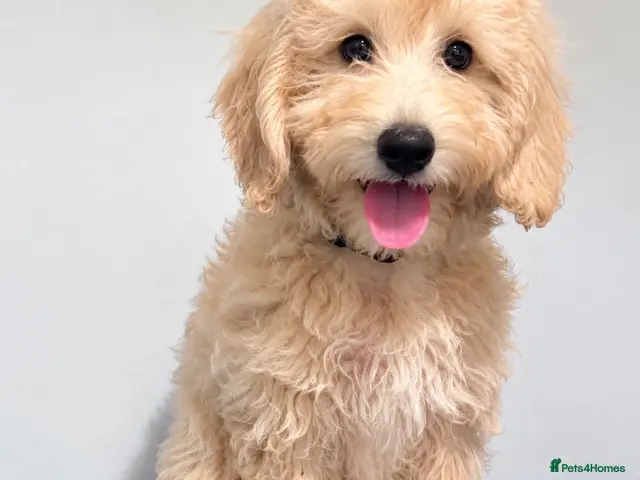 Mini Goldendoodle dogs for sale: F1B Mini Goldendoodles – one girl available - Advert 2