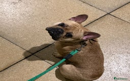 French Bulldog dogs for sale: Two puppies French Bulldogs looking for new home! - Image 7