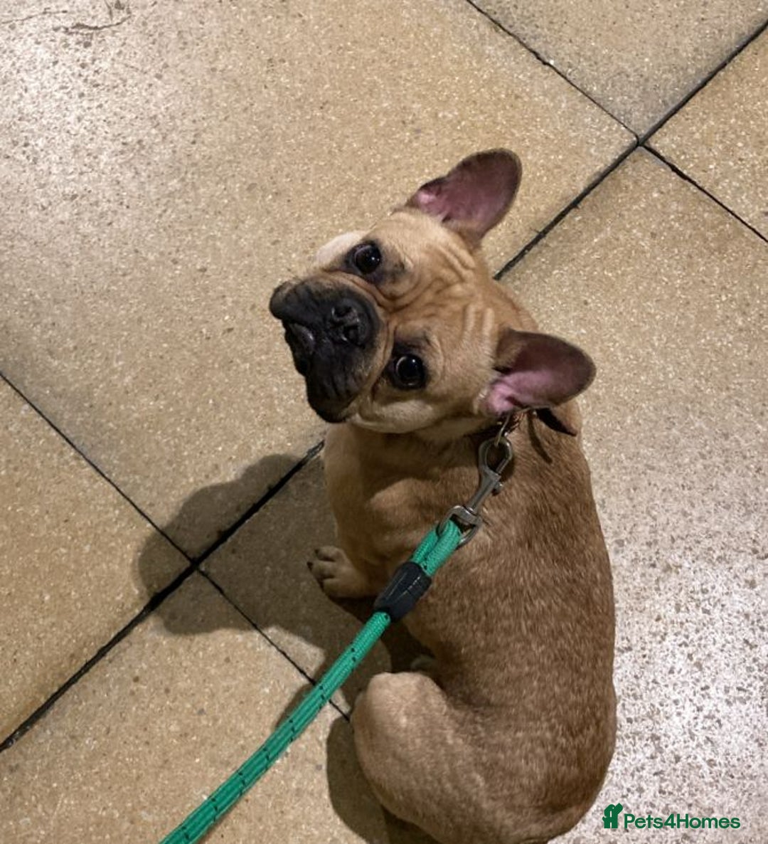 French Bulldog dogs for sale: Two puppies French Bulldogs looking for new home! - Image 7