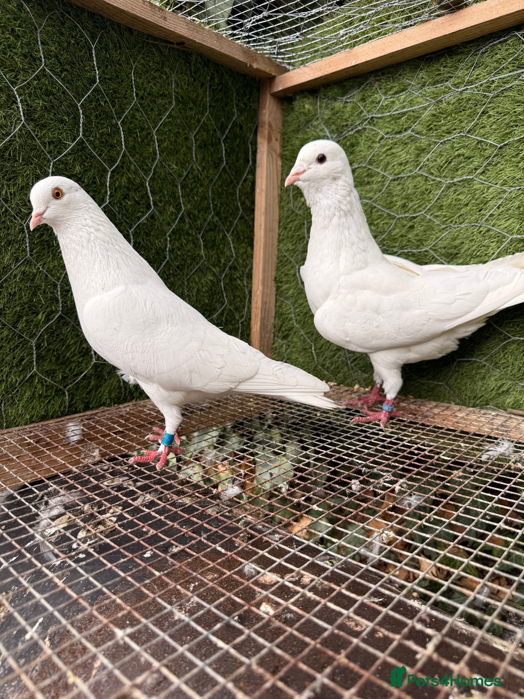 Pigeons birds for sale: Pigeons for sale - Image 2
