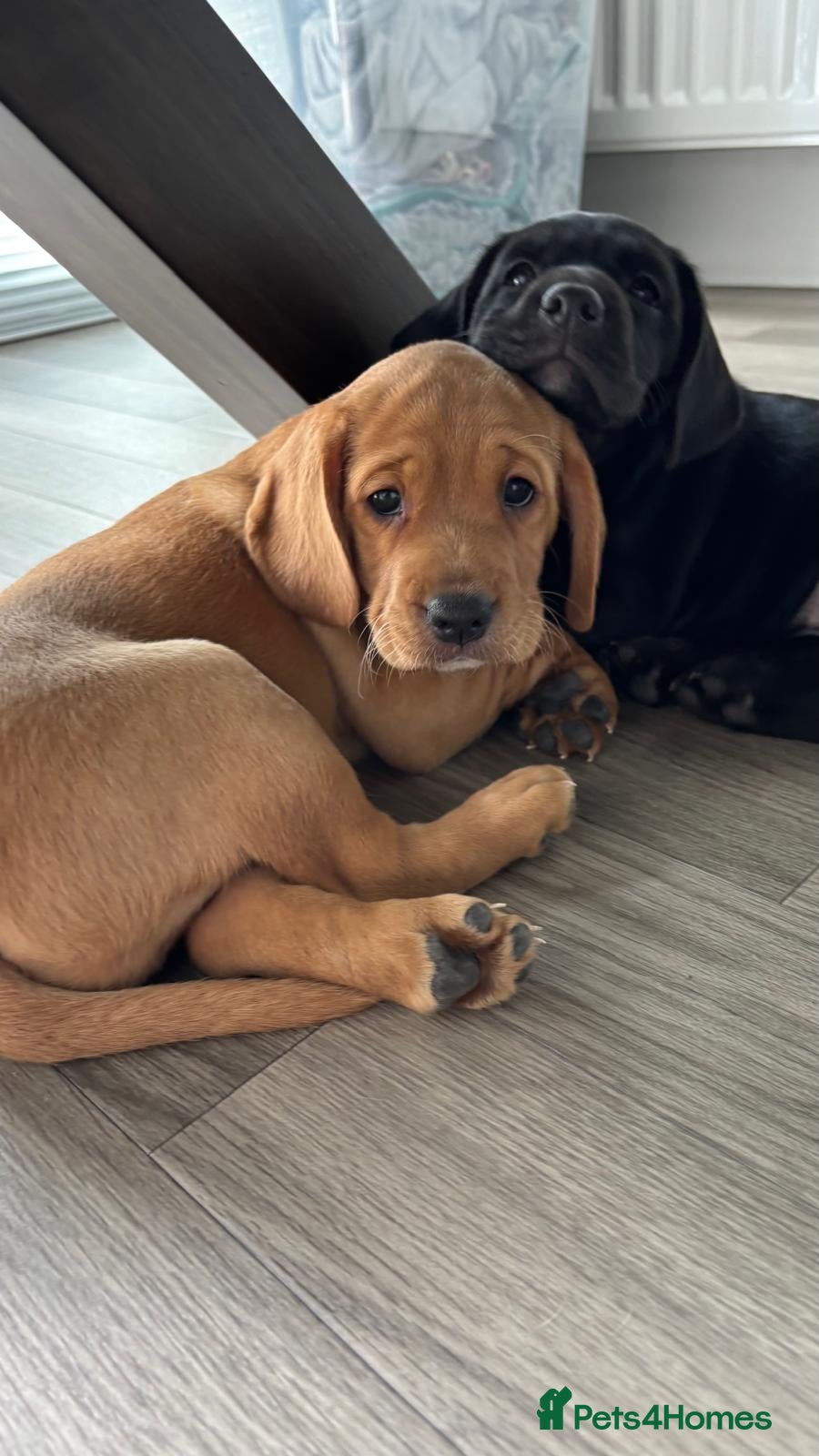 Cockerdor dogs Frenchie/Labrador/Cocker mix - Advert 2