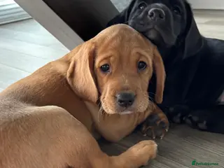 Cockerdor dogs Frenchie/Labrador/Cocker mix - Advert 2