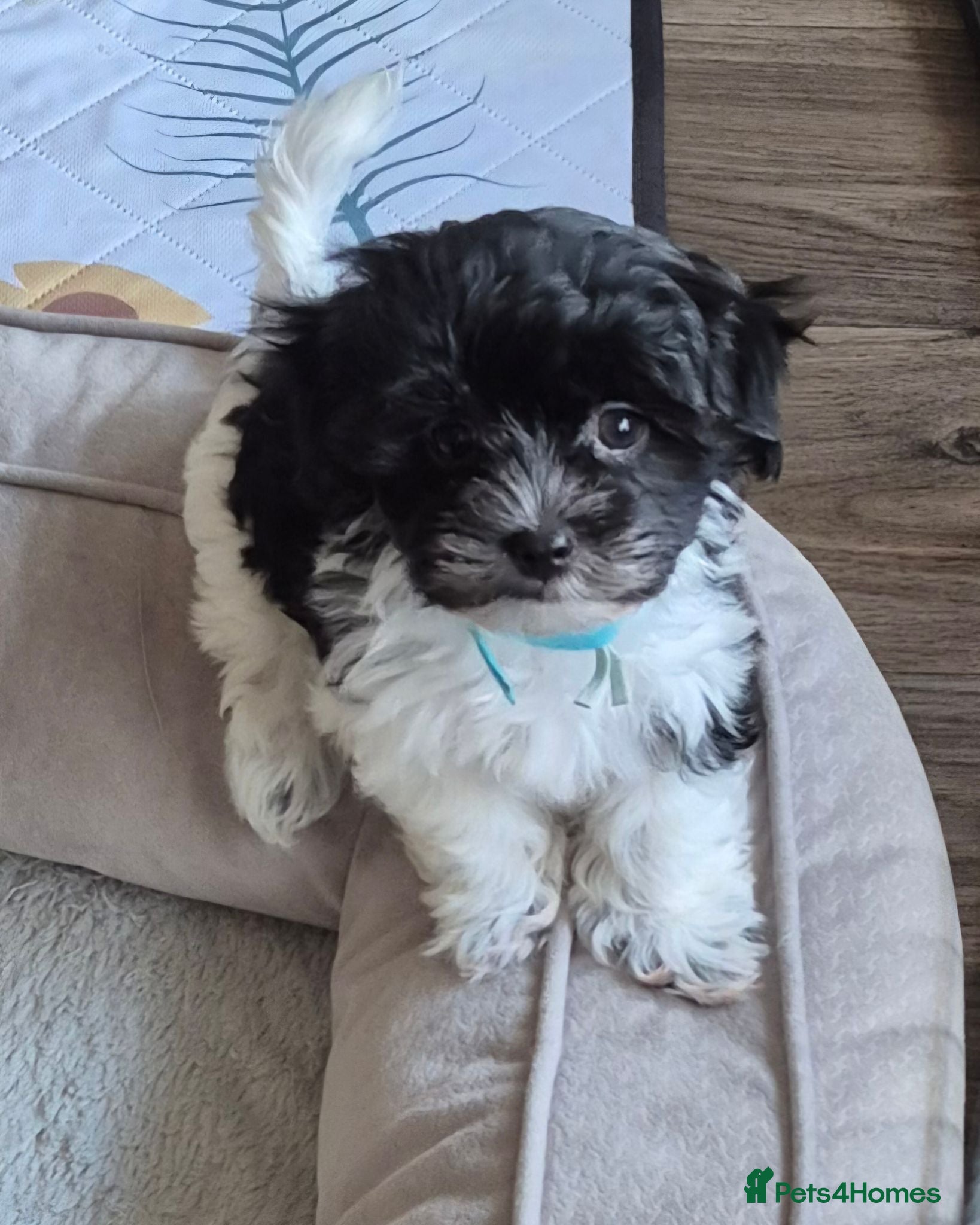 Maltese dogs Maltese/Havanese Puppies  - Advert 1