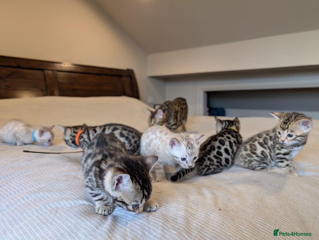 Bengal cats for sale: 🖤🤎 Gorgeous Bengal Kittens 🤎🖤 - Image 33