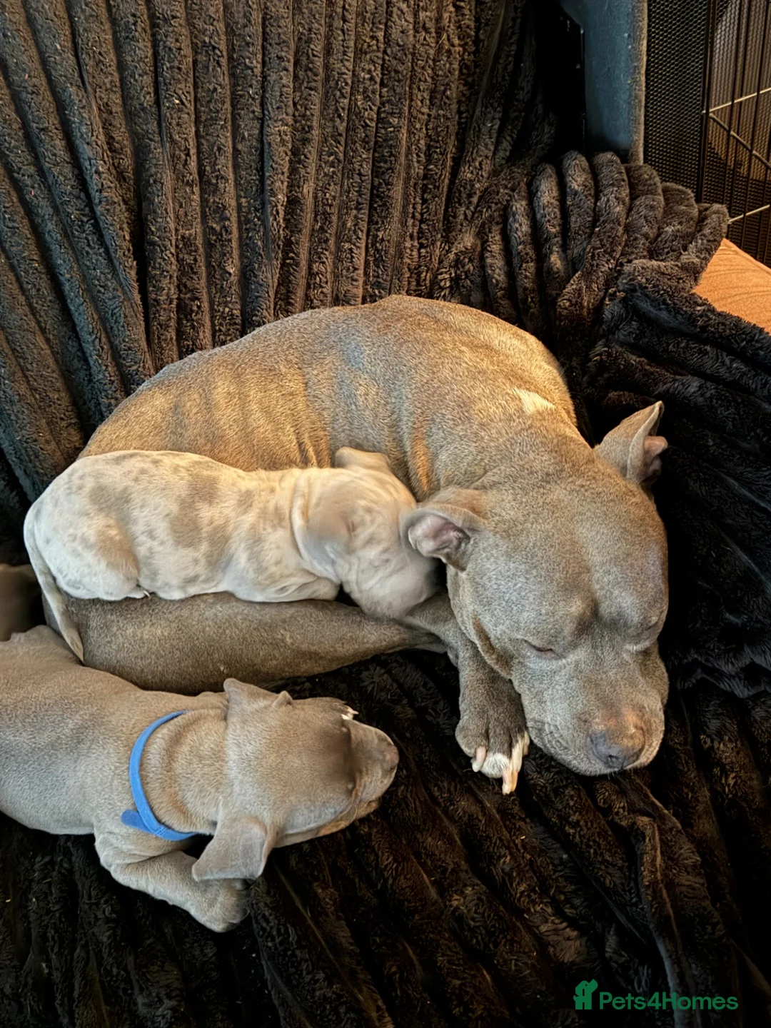 Mixed Breed dogs for sale: American pocket bully - Advert 17