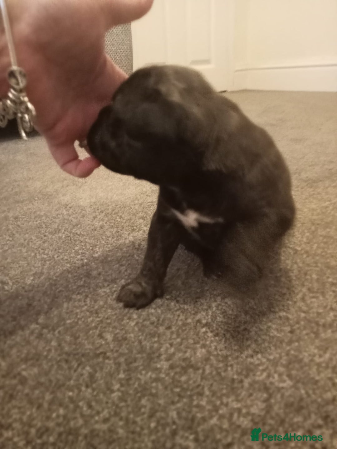 Mixed Breed dogs for sale: American pocket Corso - Image 17