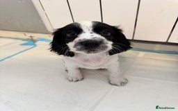 Cocker Spaniel dogs for sale: AMAZING COCKER SPANIEL PUPPIES READY NOW!  - Image 1