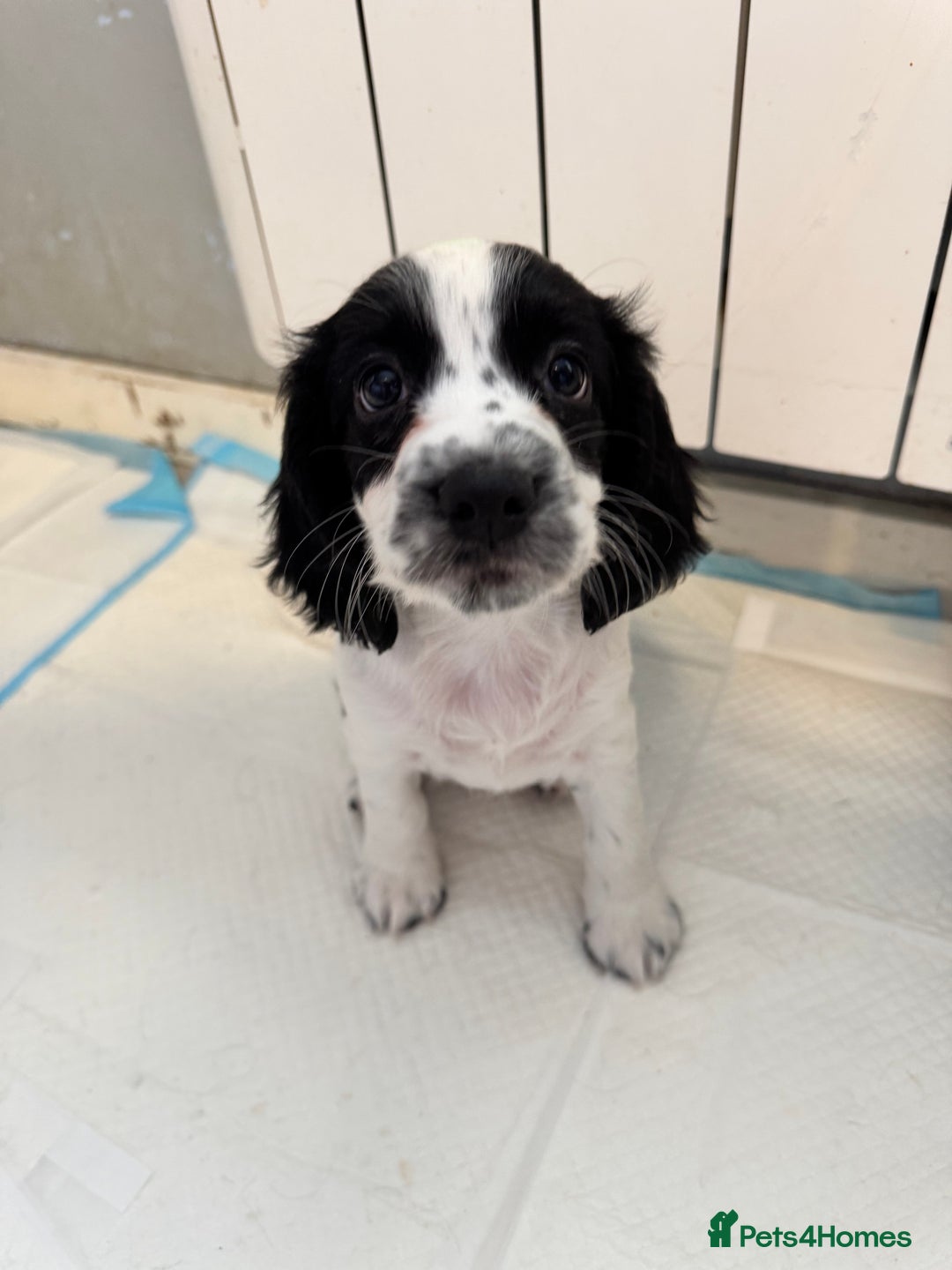 Cocker Spaniel dogs for sale: AMAZING COCKER SPANIEL PUPPIES READY NOW!  - Image 1