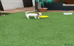 Jack Russell dogs for sale: Jack russle puppies  - Image 7
