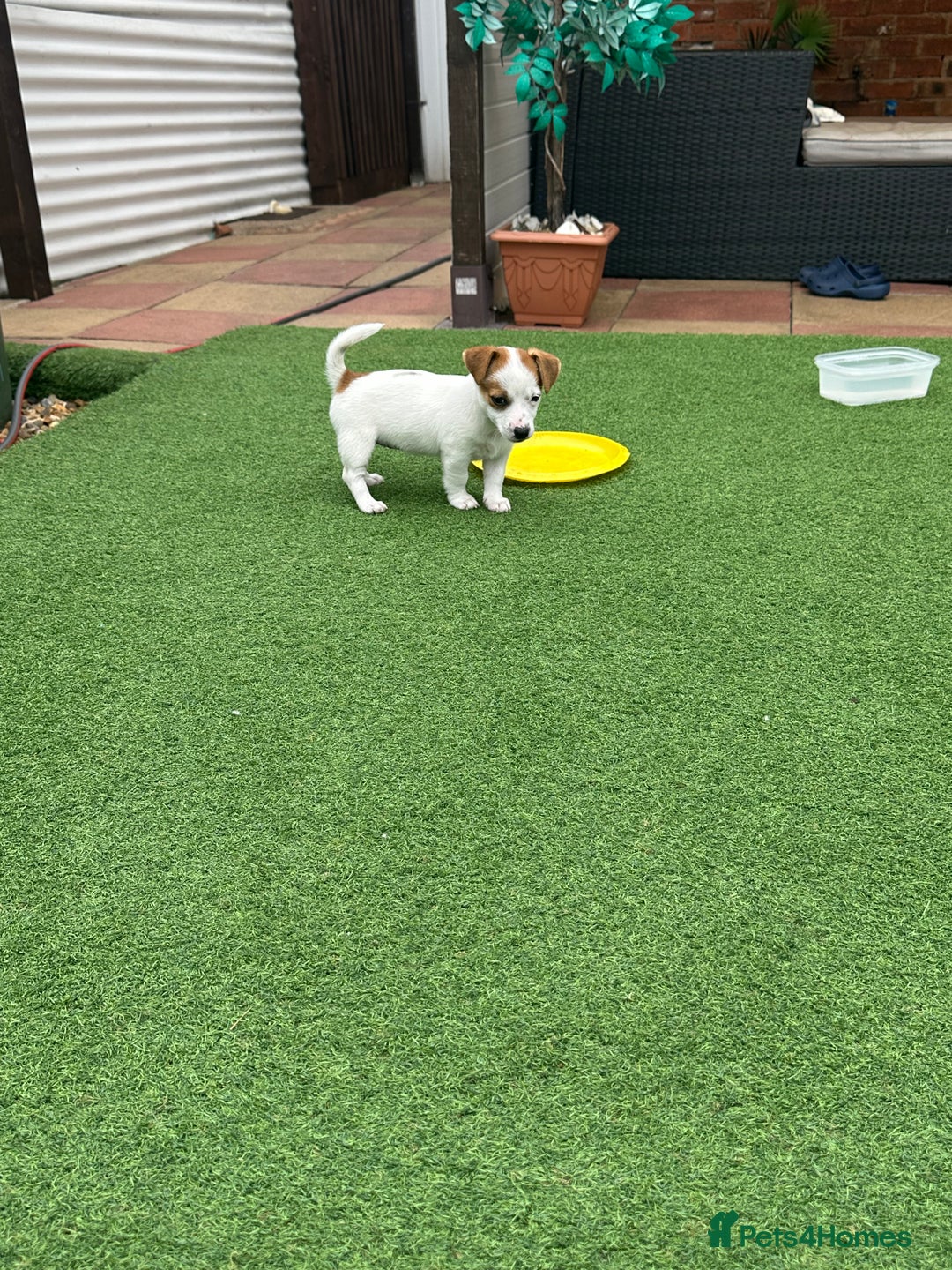 Jack Russell dogs for sale: Jack russle puppies  - Image 7